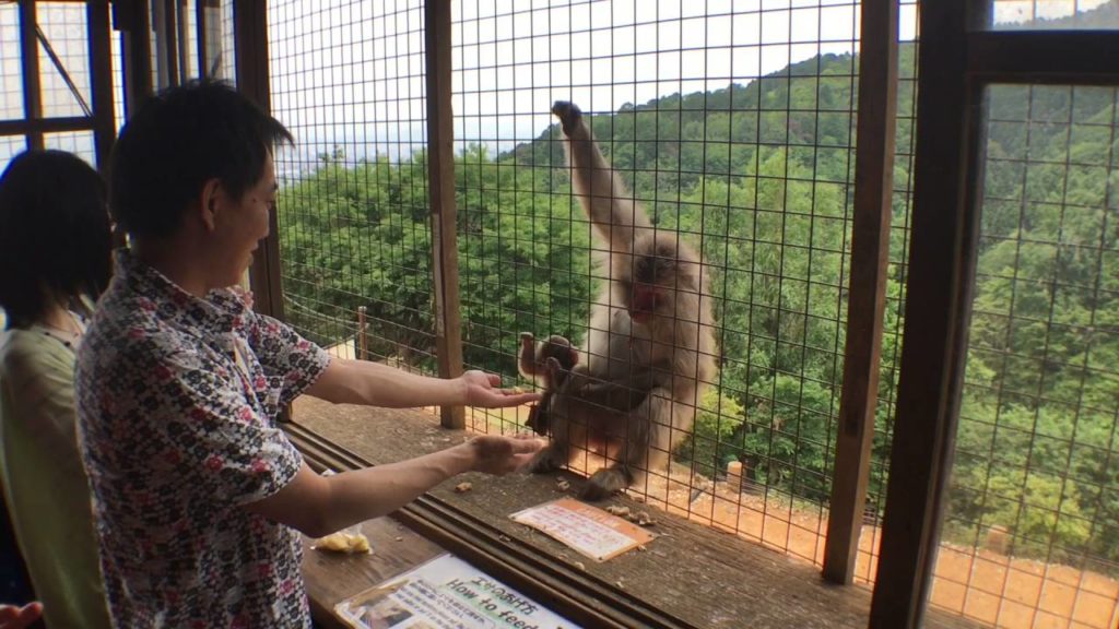 Iwatayama Monkey Park of Japan – Arashiyama's Mountain Refuge near Kyoto Iwatayama Monkey Park of Japan - Arashiyama's Mountain Refuge near Kyoto