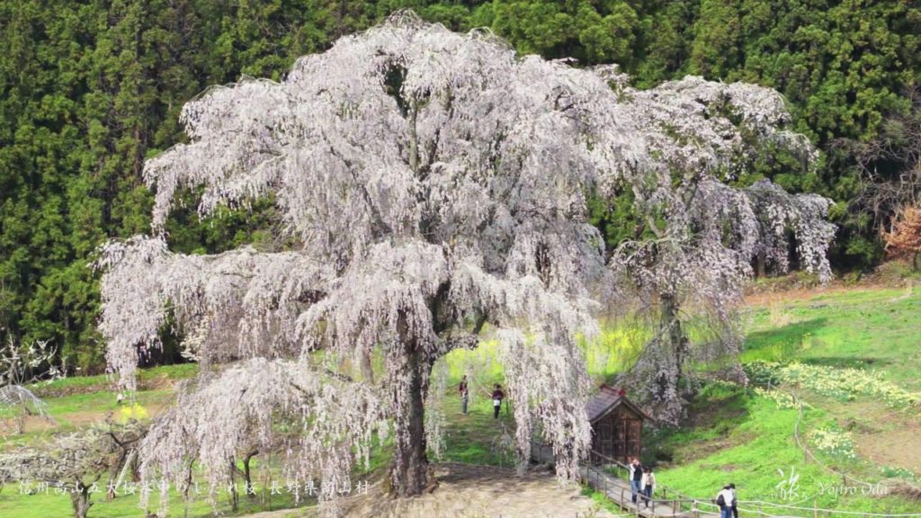 2016,04桜の旅 長野県 Sakura story of Nagano Japan