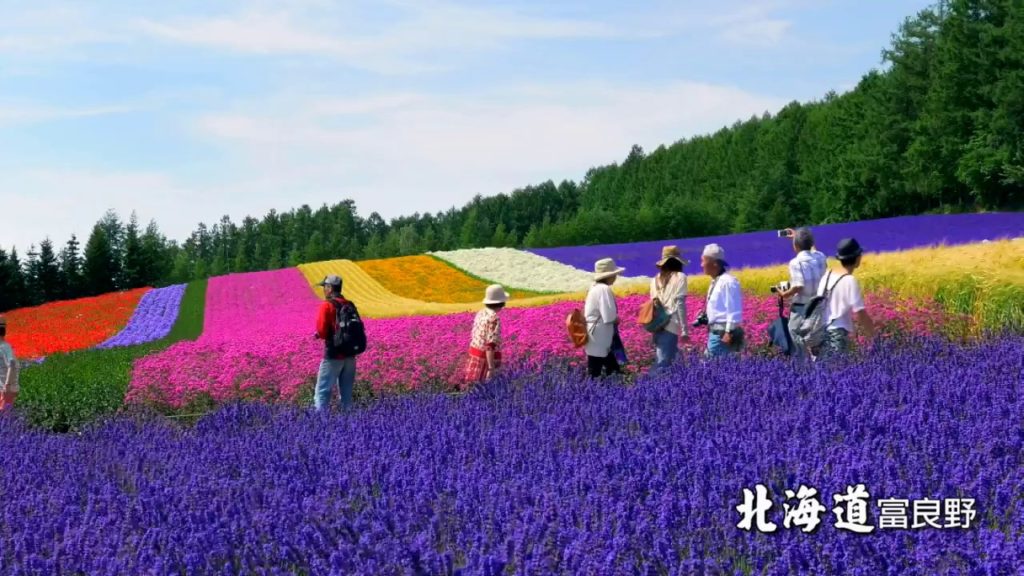 超值旅遊 - 日本北海道風情 (7月-遊花田)