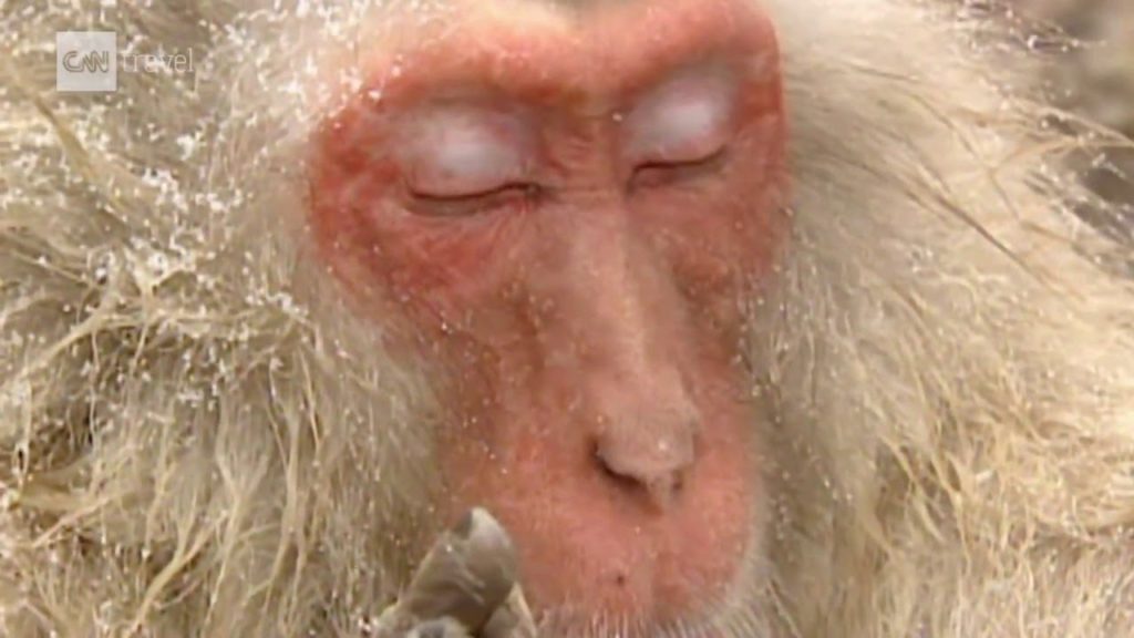 Đến Jigokudani Yaen Koen, ngâm mình trong suối nước nóng cùng bầy khỉ tuyết Nhật Bản