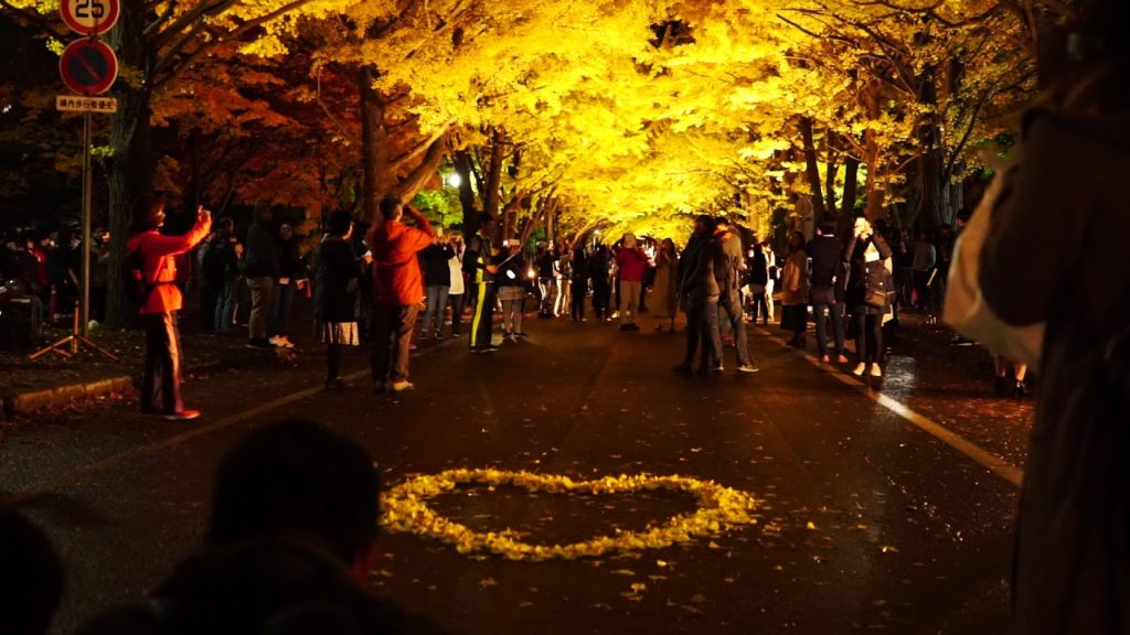A Golden Canopy for Hokkaidō University: Lighting Up the Autumn Ginkgo Trees | nippon.com