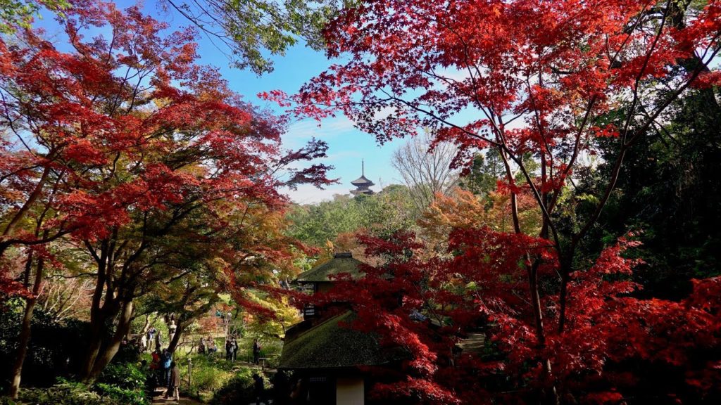 2019 晩秋の横浜三渓園(4K) Yokohama Sankeien Garden In Late Autumn(UHD)