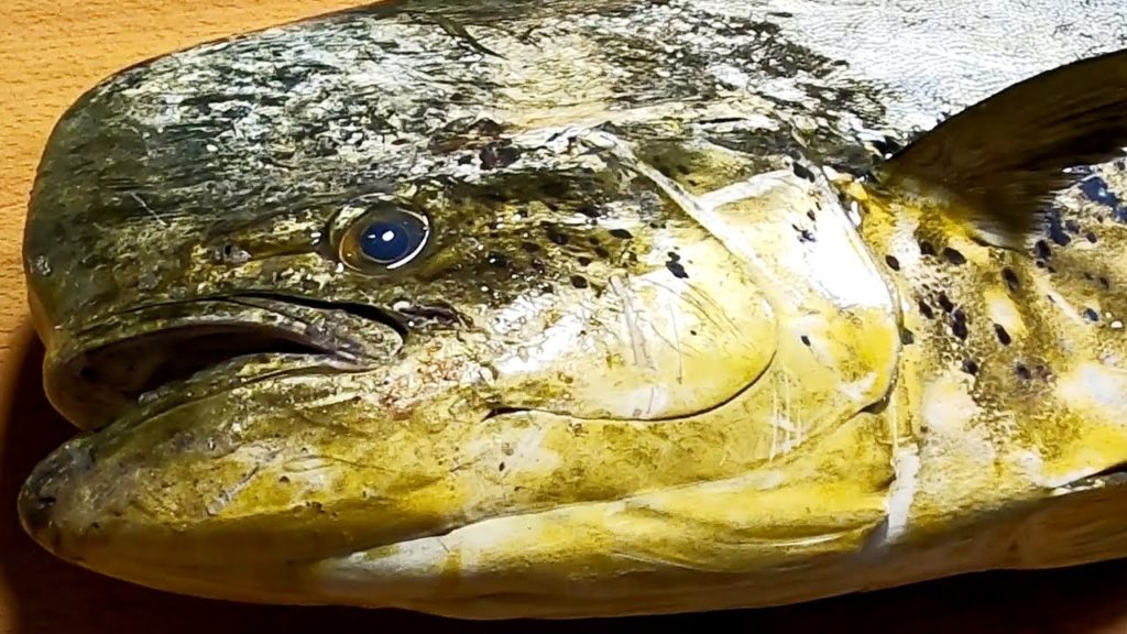 GIANT  MAHI MAHI FISH (Dolphin Fish)  - Taiwanese Street Food