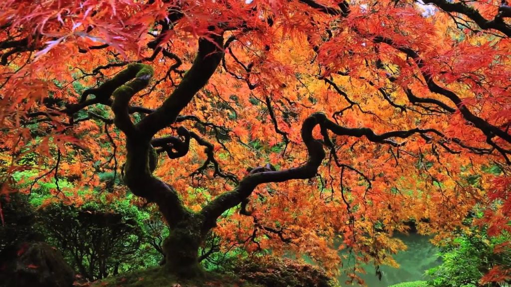 Autumn at the Portland Japanese Garden: an HDSerenescapes production Autumn at the Portland Japanese Garden: an HDSerenescapes production