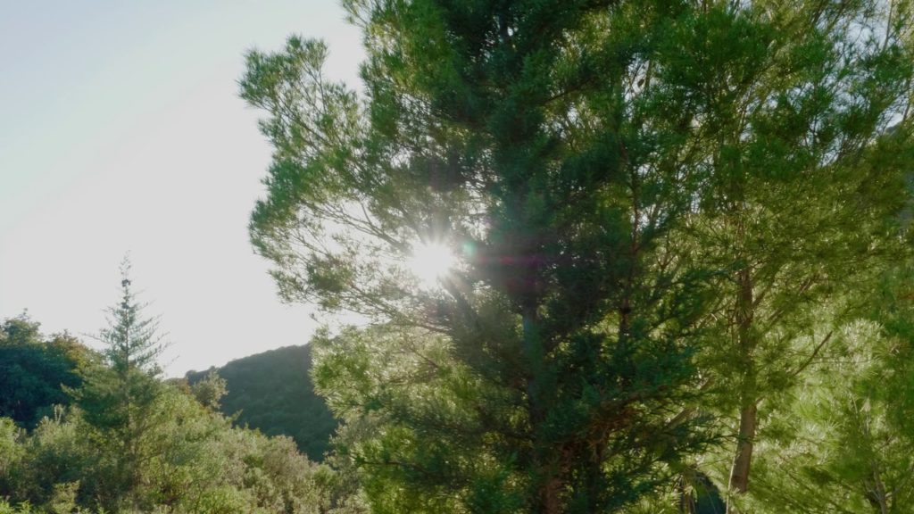 Autumn Stroll | GH5 | 4K