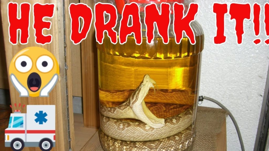 Mario Cart & Habu Sake