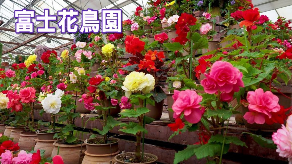 Begonia of Fuji Kachoen Garden Park (greenhouse).富士花鳥園 #4K