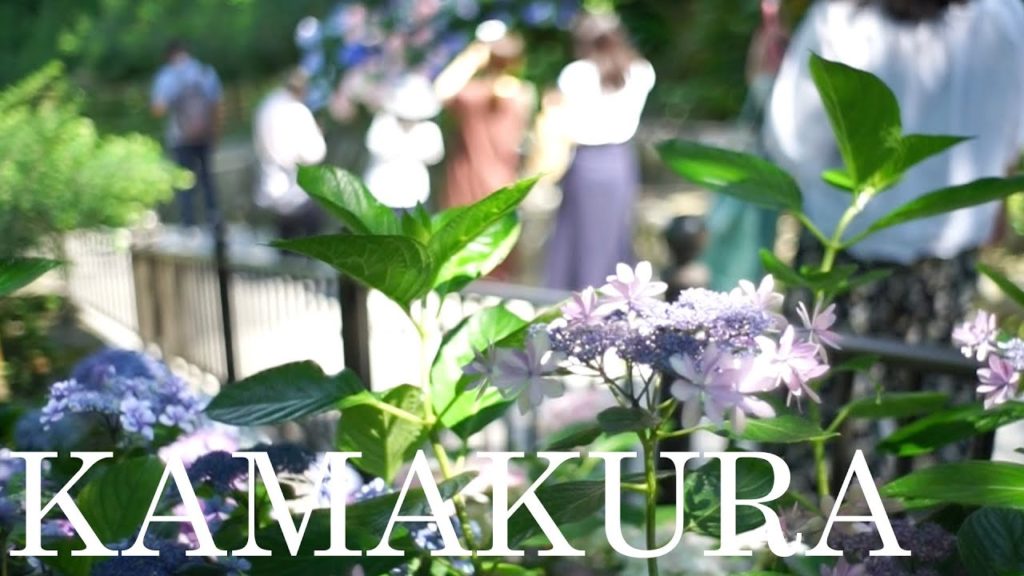 鎌倉・江ノ島 紫陽花旅行 / Kamakura・Enoshima Sightseeing 鎌倉・江ノ島 紫陽花旅行 / Kamakura・Enoshima Sightseeing