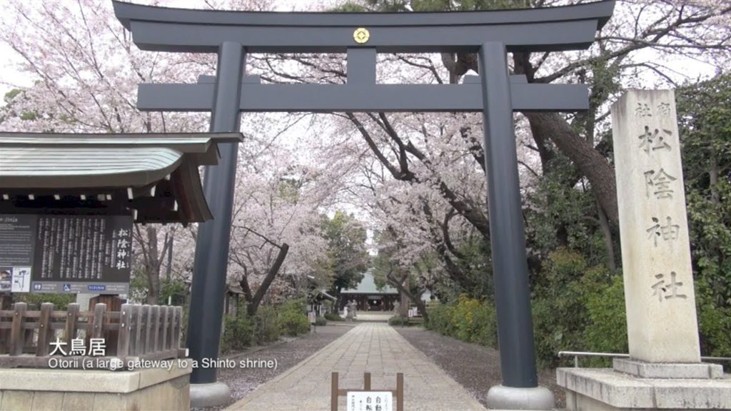 The cherry blossoms of the 'Shoinjinjya shrine' / 吉田松陰が眠る「松陰神社」の桜
