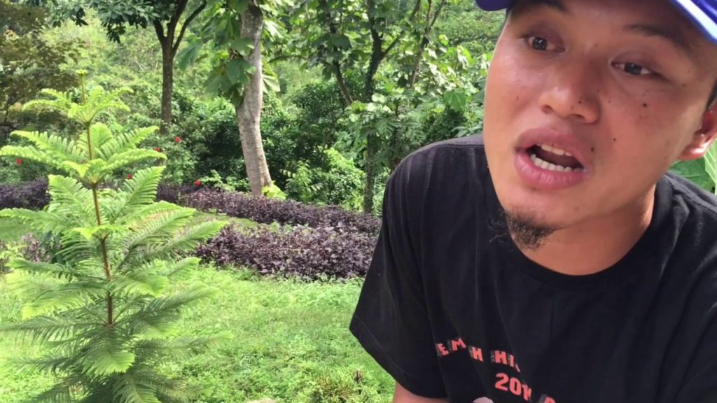 Eco-tourism whit Hotel Orangutan, Indonesia.