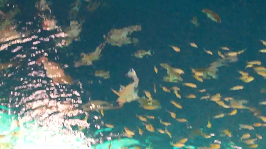 ENCHANTED RIVER – FEEDING OF FISH ENCHANTED RIVER - FEEDING OF FISH