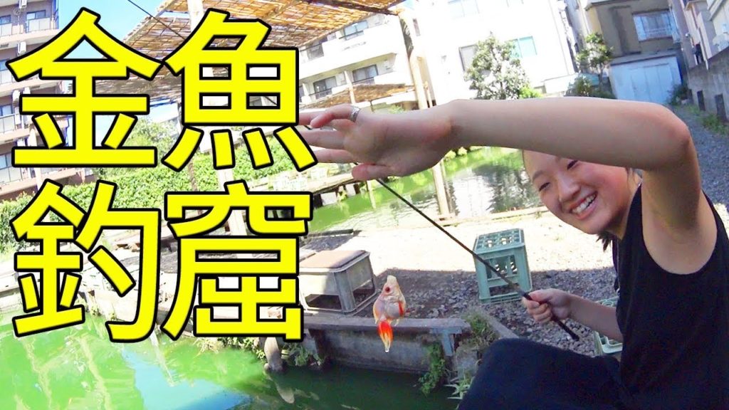 【日本釣魚 東京自由行】在從新宿坐電車約10分鐘的釣窟對決釣金魚! 【日本釣魚 東京自由行】在從新宿坐電車約10分鐘的釣窟對決釣金魚!