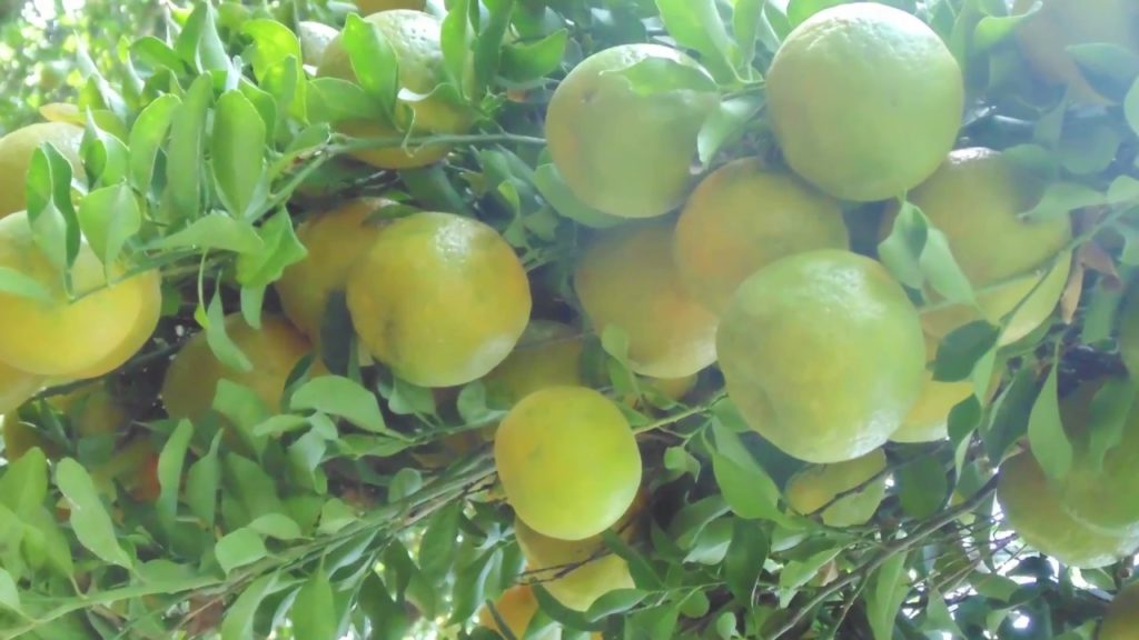 Orange Farm At Warud, Nagpur, Maharashtra (नागपूर संत्रा)