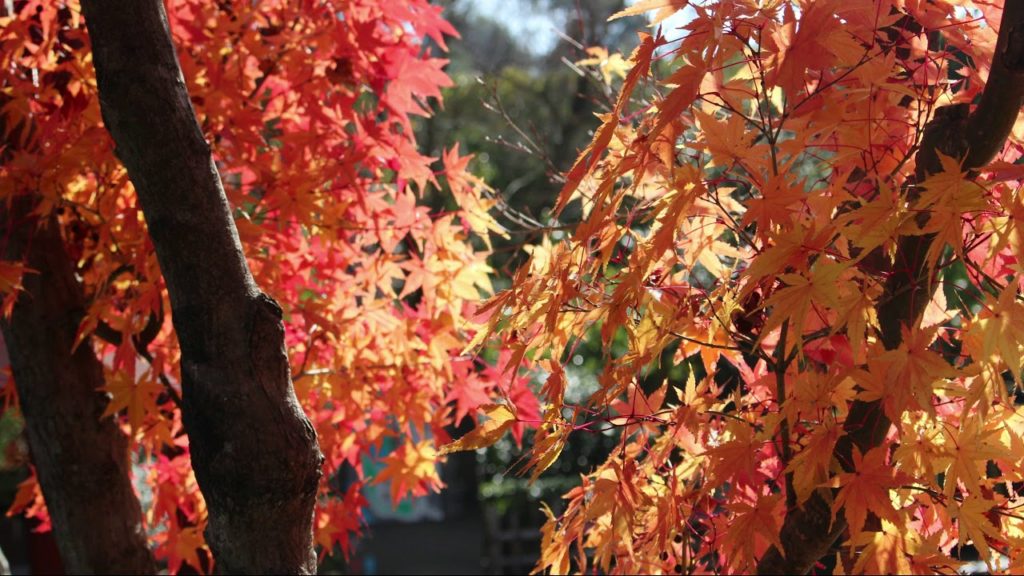 【京都 12月】宇治 平等院の紅葉 KYOTO【まだ間に合う♪ 】