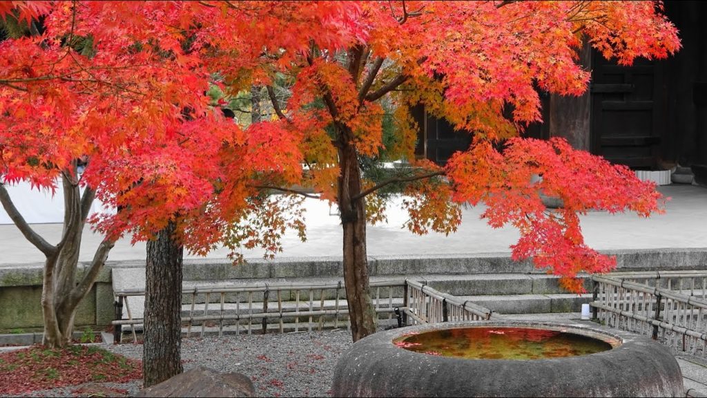 【4K】Kyoto Autumn Leaves 2019 Konkai-Komyoji Temple - 京都の紅葉 新選組発祥の地 金戒光明寺 | Japan walking guide