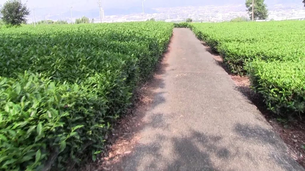Abandoned Japanese tea farm – Lost Japan Videos Abandoned Japanese tea farm - Lost Japan Videos