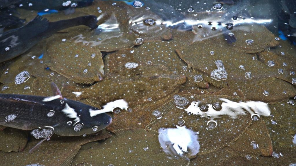 Korean Street Food - Cutting Live Flatfish & Rockfish :: Korean Seafood