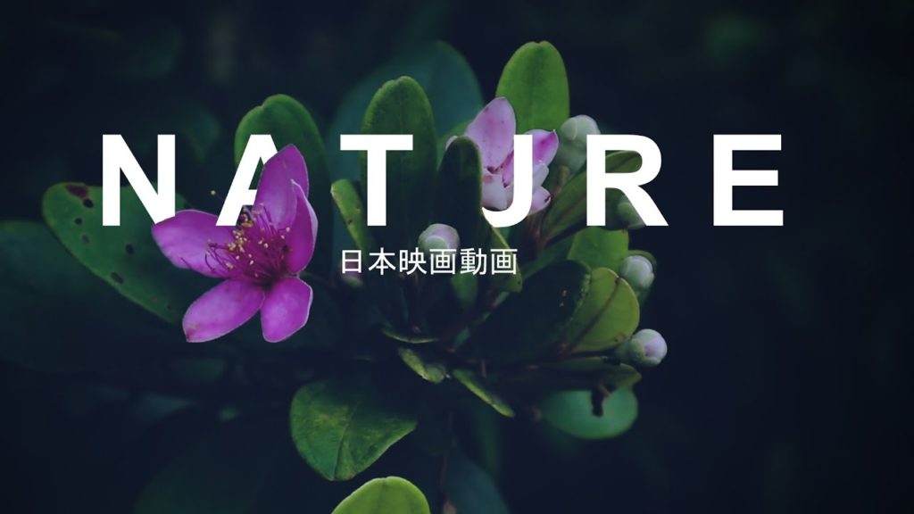 NATURE JAPAN | Cinematic Video