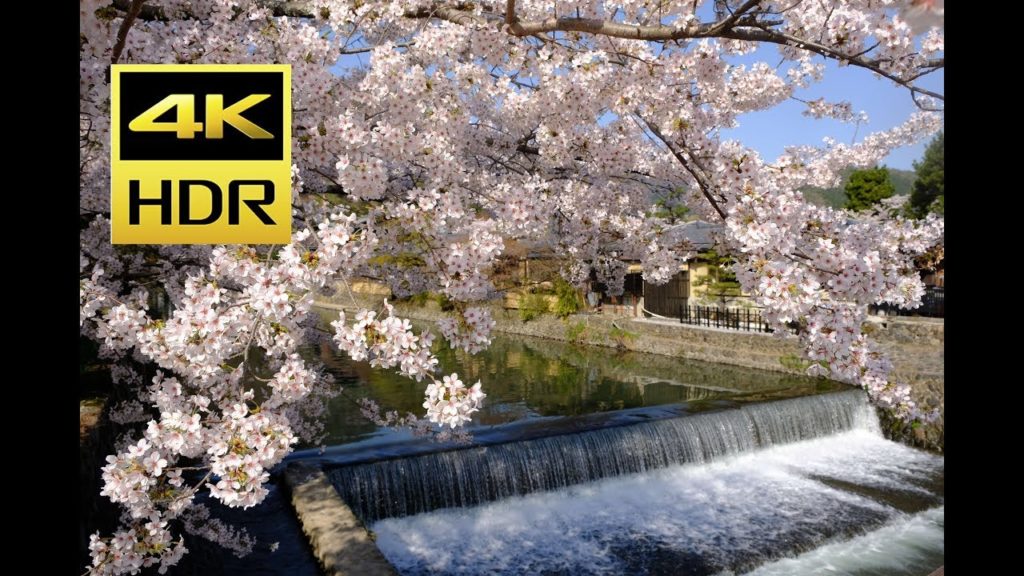 【4K/60fps】 The most beautiful Sakura(桜) spot in Arashiyama(嵐山)