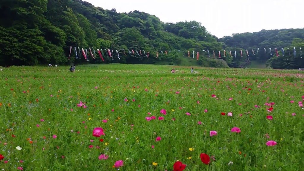 くりはま花の国 - Kurihama Flower Park, Yokosuka