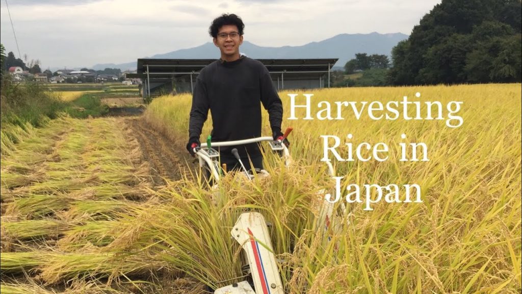 The Other Side Of Japan: Japanese Traditional Harvesting of Rice The Other Side Of Japan: Japanese Traditional Harvesting of Rice