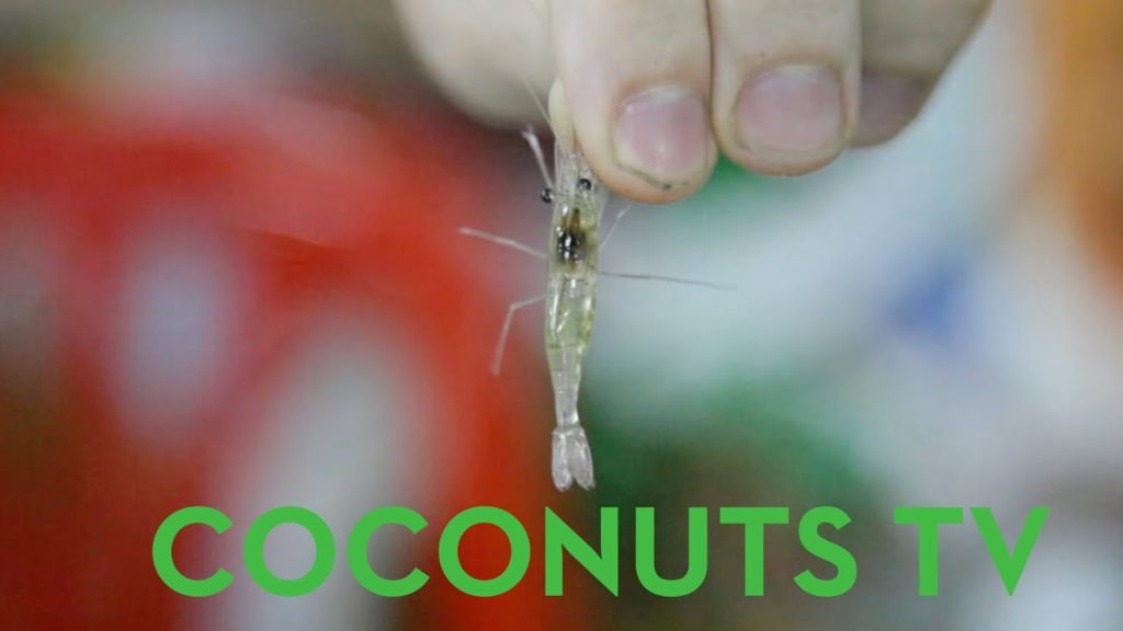 Freaky Feasts #2: Goong Ten (Dancing Shrimp)