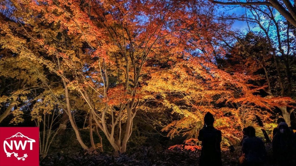 Illuminated Autumn Leaves At Rikugien Garden Tokyo