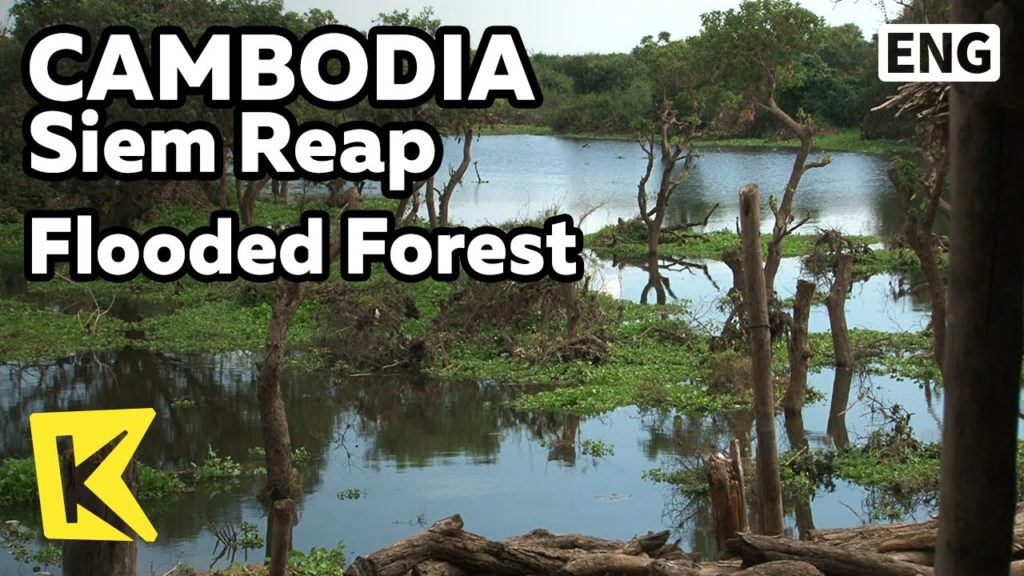 【K】Cambodia Travel-Siem Reap[캄보디아 여행-씨엠립]꼼뽕플록 홍수림/Flooded Forest/Kompong Phluk/Nature/Tree/Mangrove