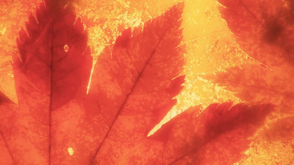 小樽雪あかりの路 - 小樽市 2015 Otaru Snow Light Path