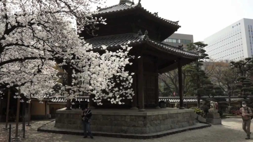 SAKURA 春ですよ、福岡 ◆ 東長寺・福岡大仏 Toucho Temple FUKUOKA 2013 Sony NEX-7