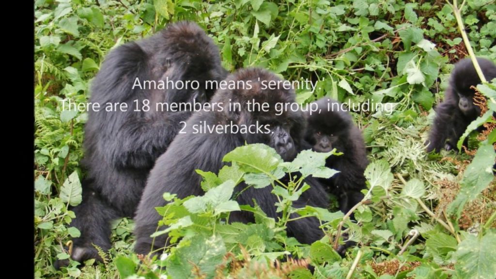 The Mountain Gorillas, Volcanoes National Park, Rwanda The Mountain Gorillas, Volcanoes National Park, Rwanda