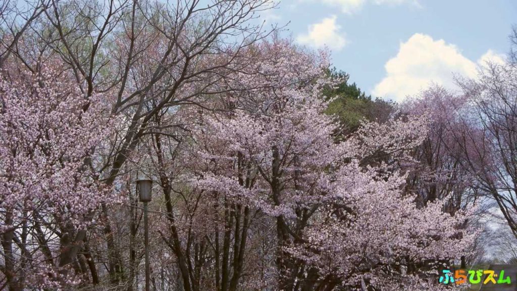 【北海道富良野】Furano Flowers サクラ – "Sakura" cherry blossom 【北海道富良野】Furano Flowers サクラ - "Sakura" cherry blossom
