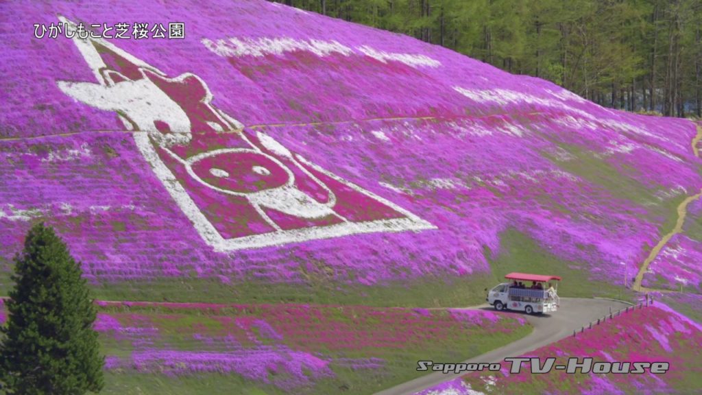 ひがしもこと芝桜公園 Higashimokoto Shiba Zakura park 4K(UHD)