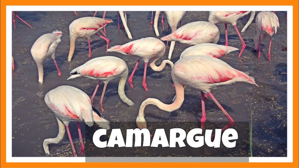 Parque Nacional de la CAMARGUE: Flamencos, Caballos y Toros | Provenza Francesa 7# | Francia
