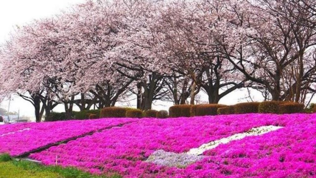 Sakura Japan | The cherry blossom season is coming soon - Travel Video