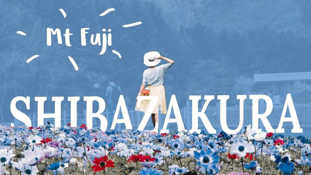 Japan's Kawaguchiko Fuji Shibazakura Festival - Expectation vs Reality