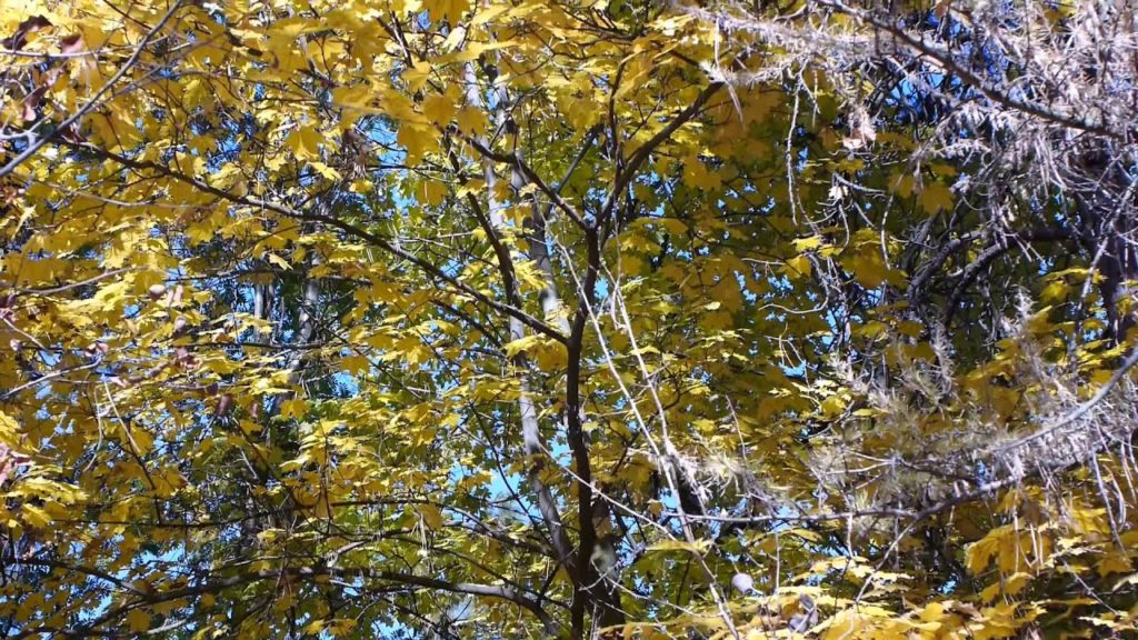 2011 Fall Colors 2011 Fall Colors