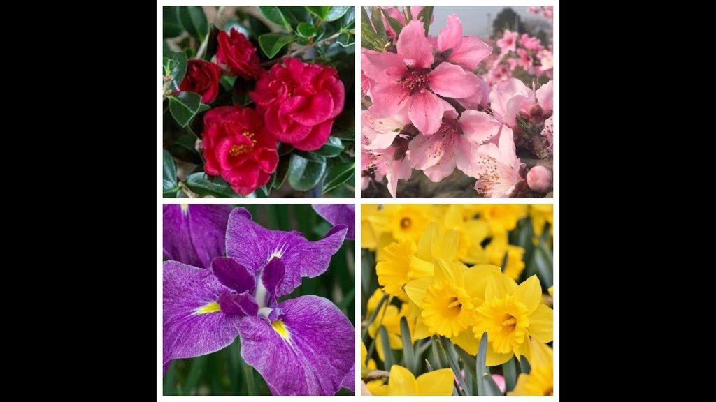 Early Spring Flowers Of Japan, March 2019