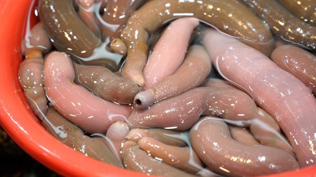 개불 회뜨기 Penis fish Spoon Worm Sashimi, Gaebul Seafood Korea – Korean Seafood 개불 회뜨기 Penis fish Spoon Worm Sashimi, Gaebul Seafood Korea - Korean Seafood