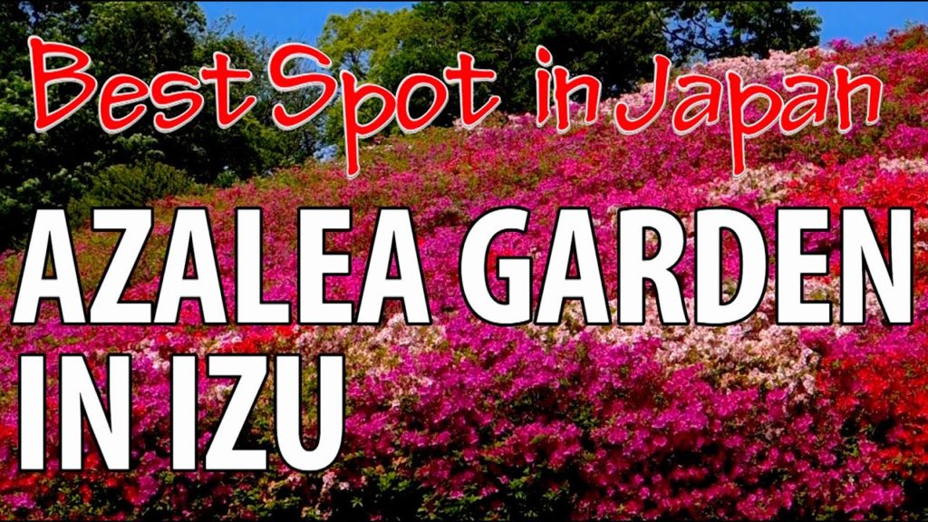 Great Azalea in Ito City, Shizuoka 小室山公園のツツジ Great Azalea in Ito City, Shizuoka 小室山公園のツツジ