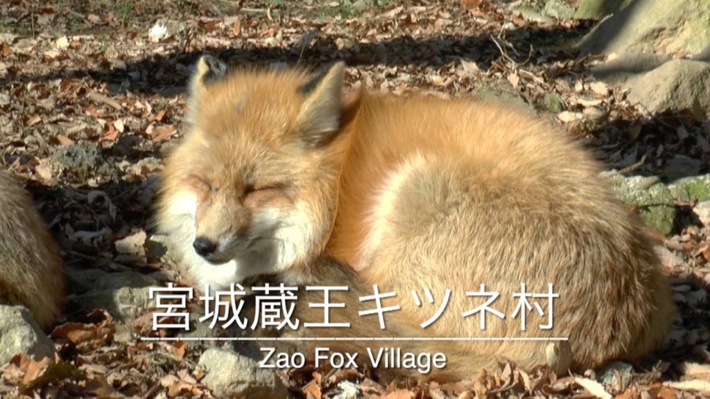 Zao Fox Village