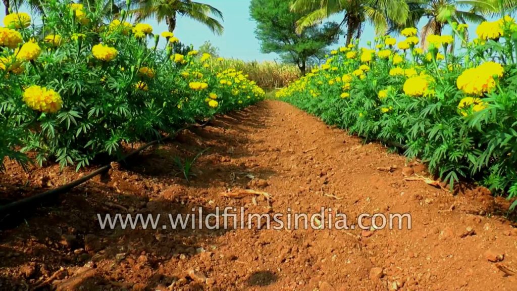 Marigold cultivation in India: gaindha flowers are used in prayer
