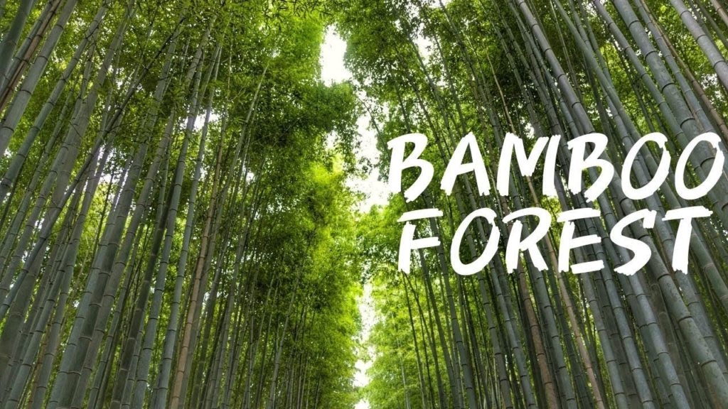 JAPAN VLOG #10 – KYOTO BAMBOO FOREST JAPAN VLOG #10 - KYOTO BAMBOO FOREST