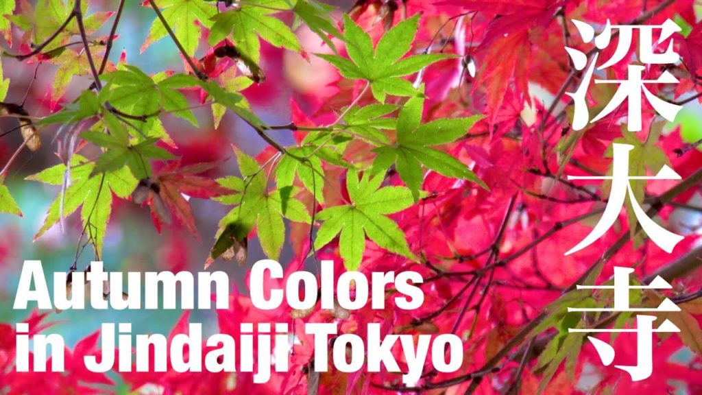 【東京で人気の紅葉スポット】深大寺 / Autumn Colors in Tokyo, Japan 【東京で人気の紅葉スポット】深大寺 / Autumn Colors in Tokyo, Japan