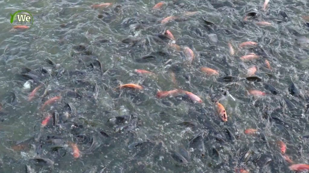 We Survival - Tilapia fish feeding frenzy