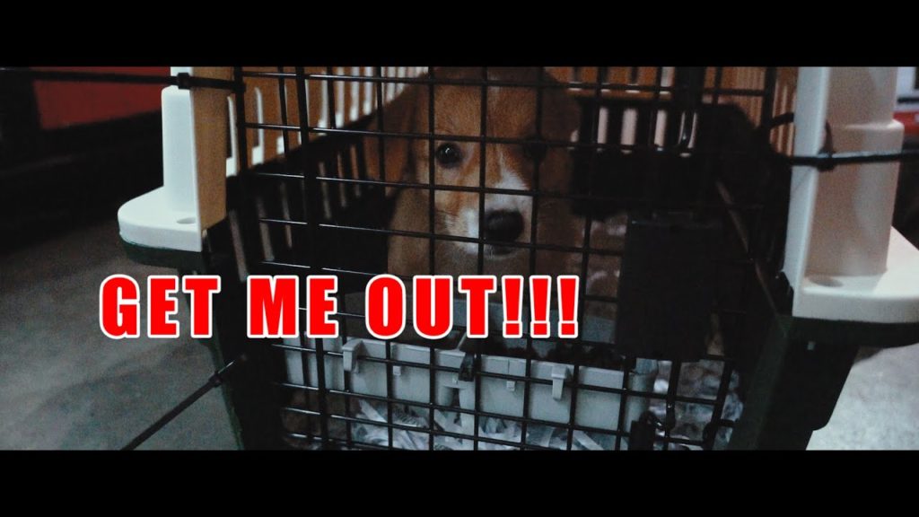 Picking up a Corgi at the airport!!!