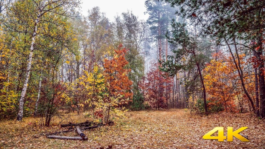 Autumn Forest Walk Footage - 4K UHD Fall Nature Walk Video with Music