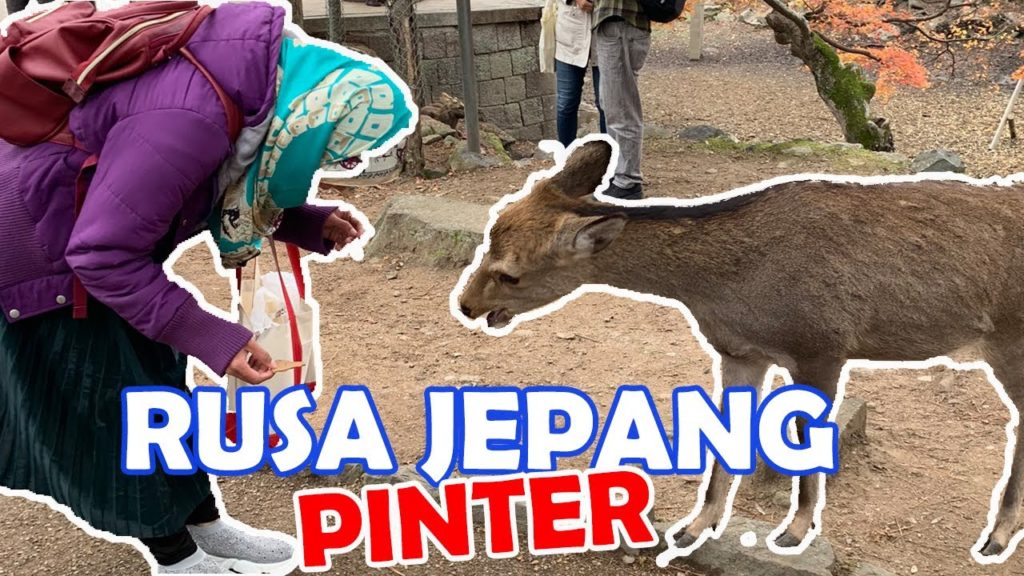 BERMAIN DENGAN RUSA - NARA PARK