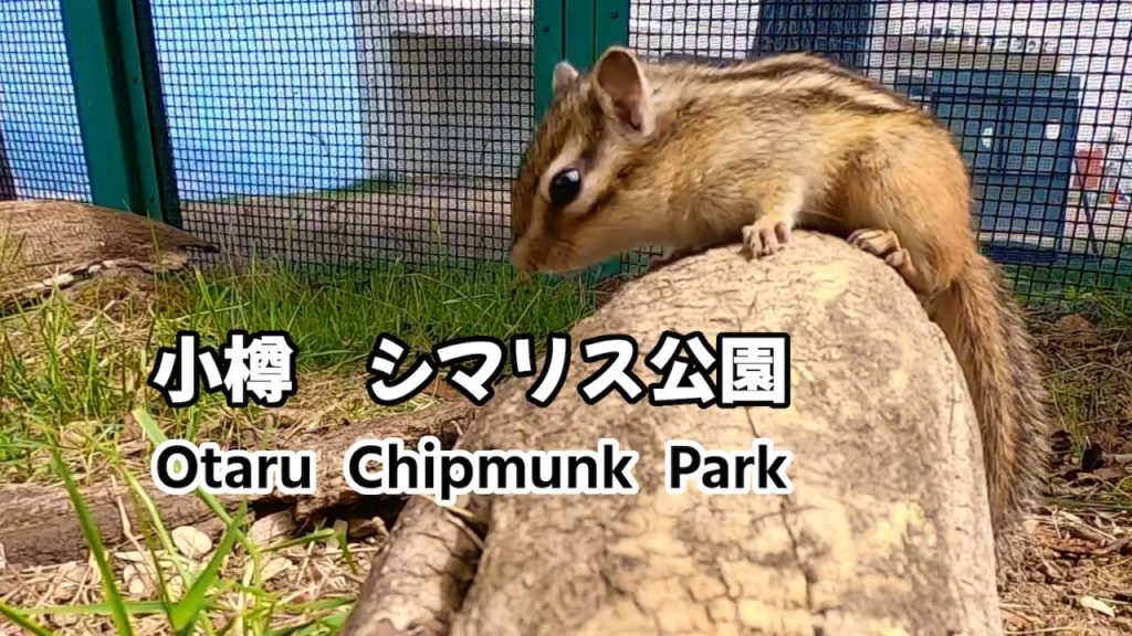シマリスと触れ合える  小樽 天狗山 シマリス公園 (Chipmunk Park  Mt.Tengu Otaru Hokkaido)
