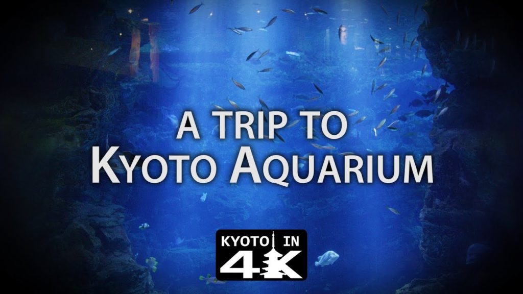 Things to Do: Kyoto Aquarium [4K]